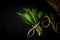 Bunch of fresh ramson on black wooden textured background.