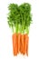Bunch of fresh raw carrots with green tops isolated