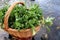 Bunch of fresh raw green organic watercress. It is an aquatic perennial plant native to Europe and Asia, and one of the oldest