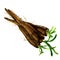 Bunch of fresh raw organic black salsify, root, isolated, watercolor illustration on white