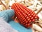 Bunch of Fresh Red Maize or Corn Cob During Harvest Season