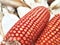 Bunch of Fresh Red Maize or Corn Cob During Harvest Season