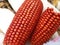 Bunch of Fresh Red Maize or Corn Cob During Harvest Season