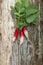 Bunch of fresh red white radish on the wooden table.The leaves of radishes. Long elongated radishes fruits