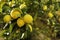 Bunch of fresh ripe lemons on a lemon tree branch in sunny garden