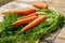 Bunch of fresh ripe orange carrots with vivid greens, garden harvest, farm healthy vegetable