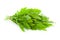 Bunch of fresh Ruccola leaves / rocket salad / isolated on w