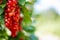 Bunch of fresh seasonal red ribes berry with green foliage at summer sunny day ripe edible plant