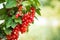 Bunch of fresh seasonal red ribes berry with green foliage at summer sunny day ripe edible plant