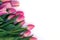 Bunch of fresh spring pink tulips ulips on white background