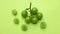 bunch of fresh sweet green shine muscat (vitis vinifera) grape and leaf isolate on green background