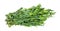 bunch of fresh tarragon (estragon) isolated