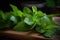 A bunch of fresh, vibrant green mint on a wooden plate with a slightly blurred background