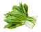 Bunch of fresh wild garlic ramson isolated