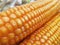 Bunch of Fresh Yellow Maize or Corn Cob During Harvest Season