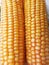 Bunch of Fresh Yellow Maize or Corn Cob During Harvest Season