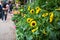 Bunch of fresh yellow sunflowers ready for sale at flower farmer market