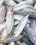 A bunch of freshly captured horse mackerel. Fishing and healthy food concept