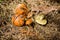 Bunch of freshly cut edible little mushrooms with shiny brown spongy hats lie on a carpet of fallen dry spruce needles