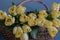 A bunch of freshly cut yellow tulips in a rustic willow basket against a textured bright blue background.