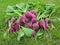 Bunch of freshly gathered radishes on grass