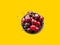 Bunch of freshly picked red glossy sweet cherries in mug on bright yellow background. Summer berries fruits