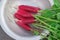 Bunch of freshly picked and washed salad radishes