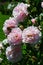 Bunch of full blooming pink flowers of climbing rose Kir Royal, Meilland1993