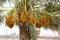 Bunch full of Ripening dates on the Date Palm in DUBAI STREET,UAE on 26 JUNE 2017