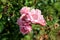 Bunch of fully open pink roses with fresh petals in front and dried in back