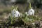 Bunch of Galanthus nivalis, common snowdrop in bloom