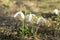 Bunch of Galanthus nivalis, common snowdrop in bloom