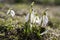 Bunch of Galanthus nivalis, common snowdrop in bloom