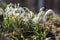 Bunch of Galanthus nivalis, common snowdrop in bloom