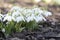 Bunch of Galanthus nivalis, common snowdrop in bloom