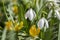 Bunch of galanthus nivalis and Eranthis, common snowdrop in bloom, early spring bulbous flowers, macro detail view