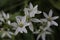 a bunch of Garden star-of-bethlehem flowers on a green background