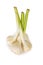 Bunch garlic