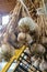 A bunch of garlic hangs in the vegetable section of a shop or at home in a pantry. Binding of grey heads of raw uncleaned bulbs in