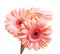 Bunch of gerbera isolated