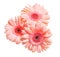 Bunch of gerbera isolated