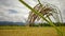 Bunch of golden paddy grain with field background