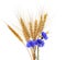 Bunch of golden wheat ears and blue cornflowers on white isolate