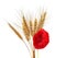 Bunch of golden wheat ears with red poppy on white isolated bac