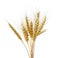 Bunch of golden wheat ears on white isolated background