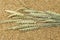 Bunch of grain spike on wheat corns