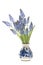 Bunch of grape hyacinths in a delfts blue vase