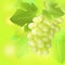 Bunch of grape on summer blur background. Created with gradient meshes.