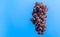 Bunch of grape Vitis labrusca of variant Niagara on blue background