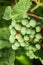 Bunch of grapes affected by powdery mildew or oidium with cracked and rotten berry.